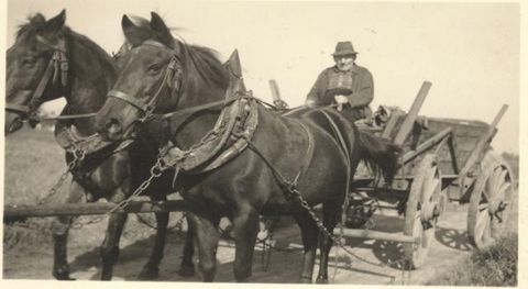 Hugo Ehrmann auf dem Pferdewagen in der 