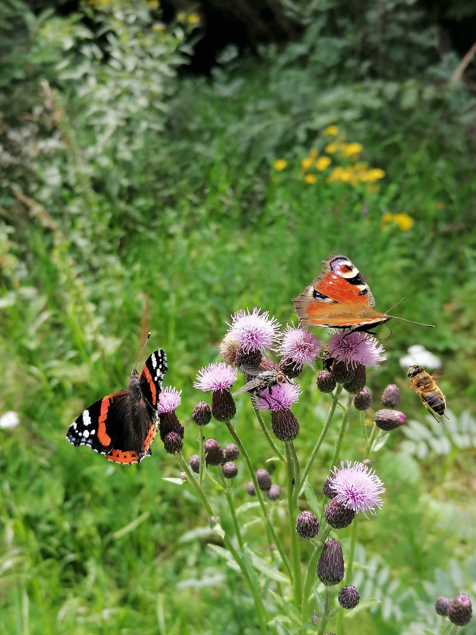 Schmetterlinge