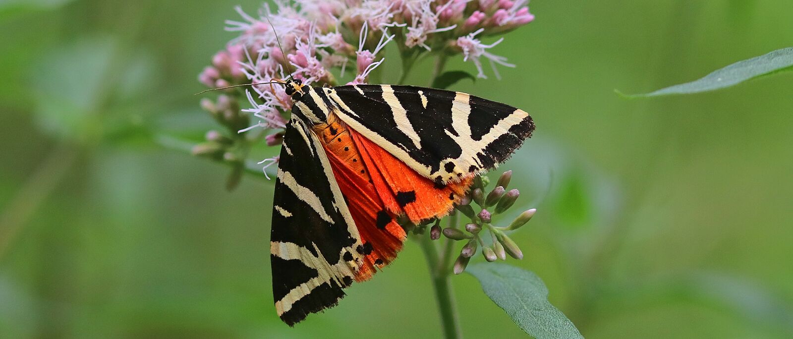 Schmetterling orange