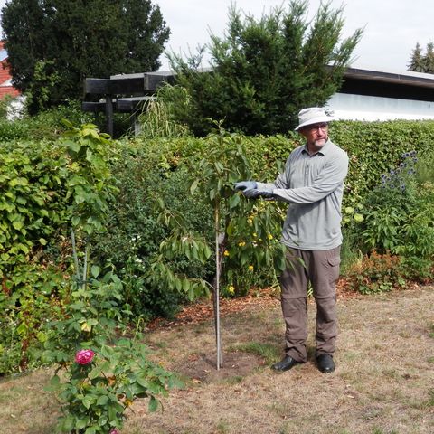 Obstbaum