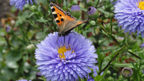 Schmetterling