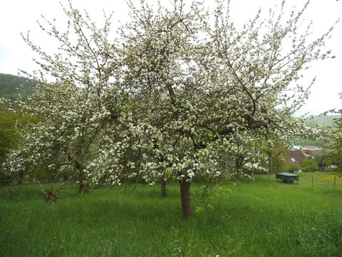 Obstbaumblüte