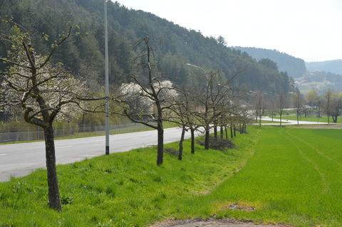 Streuobst entlang der  Alten Würzburgerstrasse