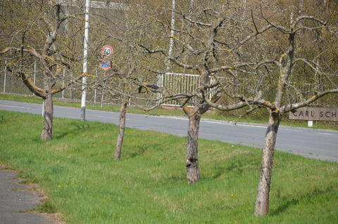 Streuobst entlang der  Alten Würzburgerstrasse