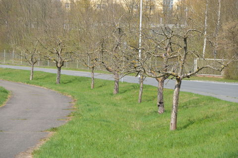 Streuobst entlang der  Alten Würzburgerstrasse