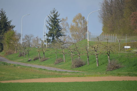 Streuobst entlang der  Alten Würzburgerstrasse