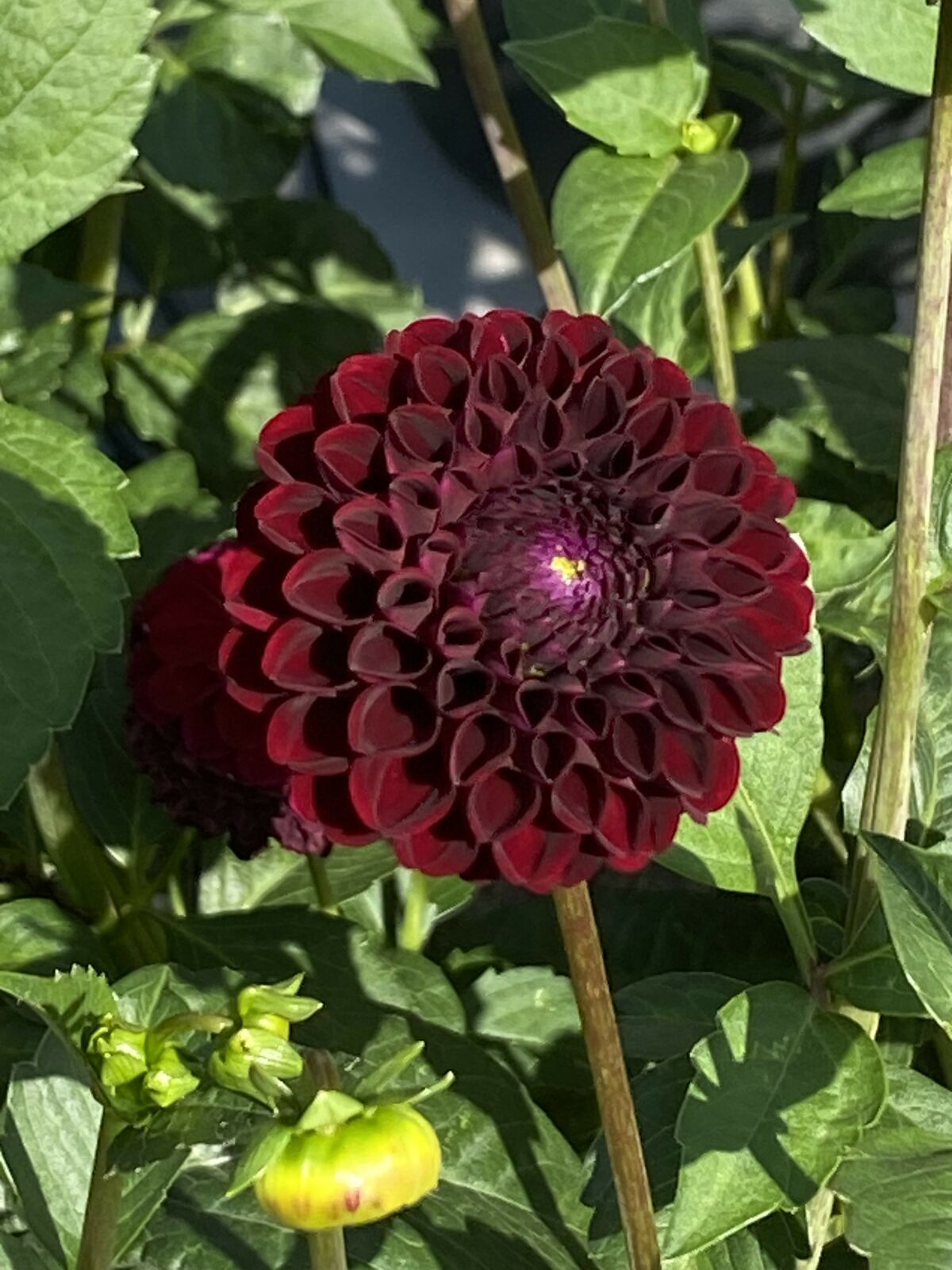 Sommerblüte