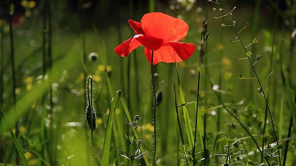 Themenbild: Mohnblume Themenbild: Mohnblume