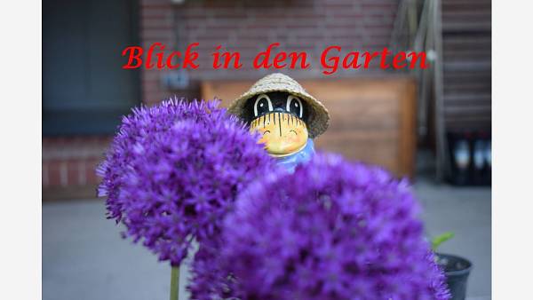 Themenbild: Vorgartenwettbewerb Themenbild: Vorgartenwettbewerb