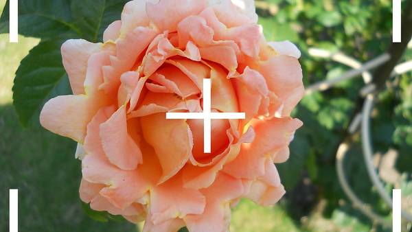 Themenbild: Freude an der Gartenarbeit Themenbild: Freude an der Gartenarbeit