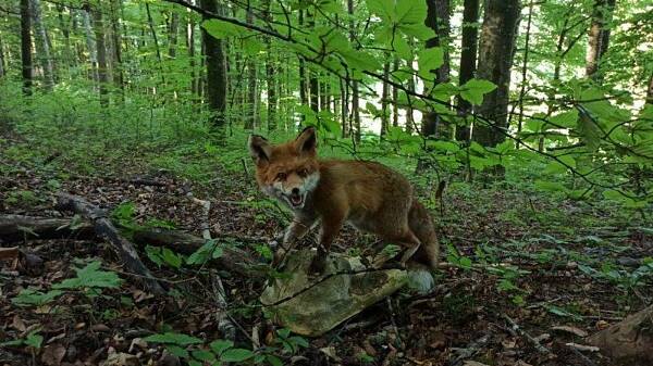 Themenbild: Waldtag2020