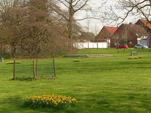 Neu gepflanzte Süntelbuche im Volkspark (April 2017)