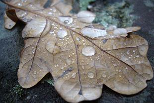 Eichenlaub im Herbst