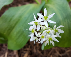 Bärlauch Blüte