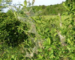 Gespinste der Gespnstmotten