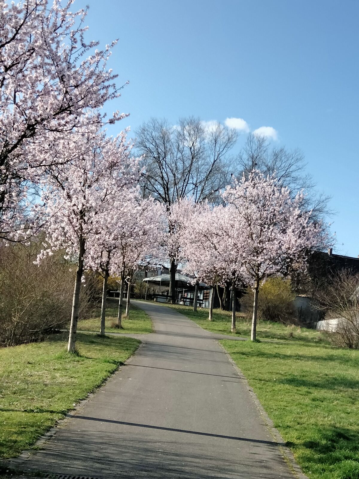 Mandelblüte am Großberg