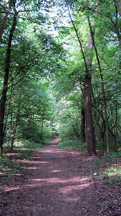 Waldweg im Mai