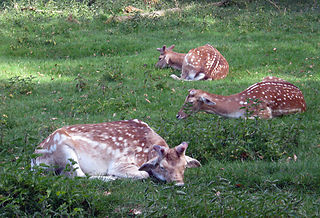 Wildgehege am 8.Mai 2011