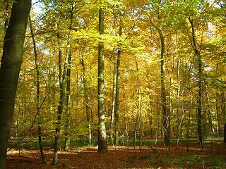 Herbstwald