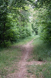 Waldweg