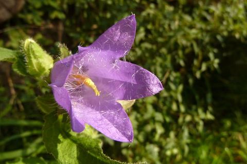 Nesselblättrige Glockenblume