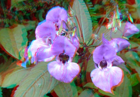 Das Drüsige Springkraut (Impatiens glandulifera),