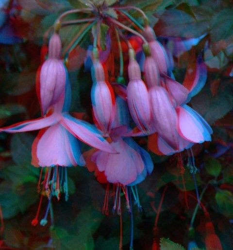 Fuchsien (Fuchsia)