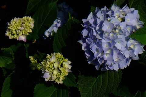 Hortensie