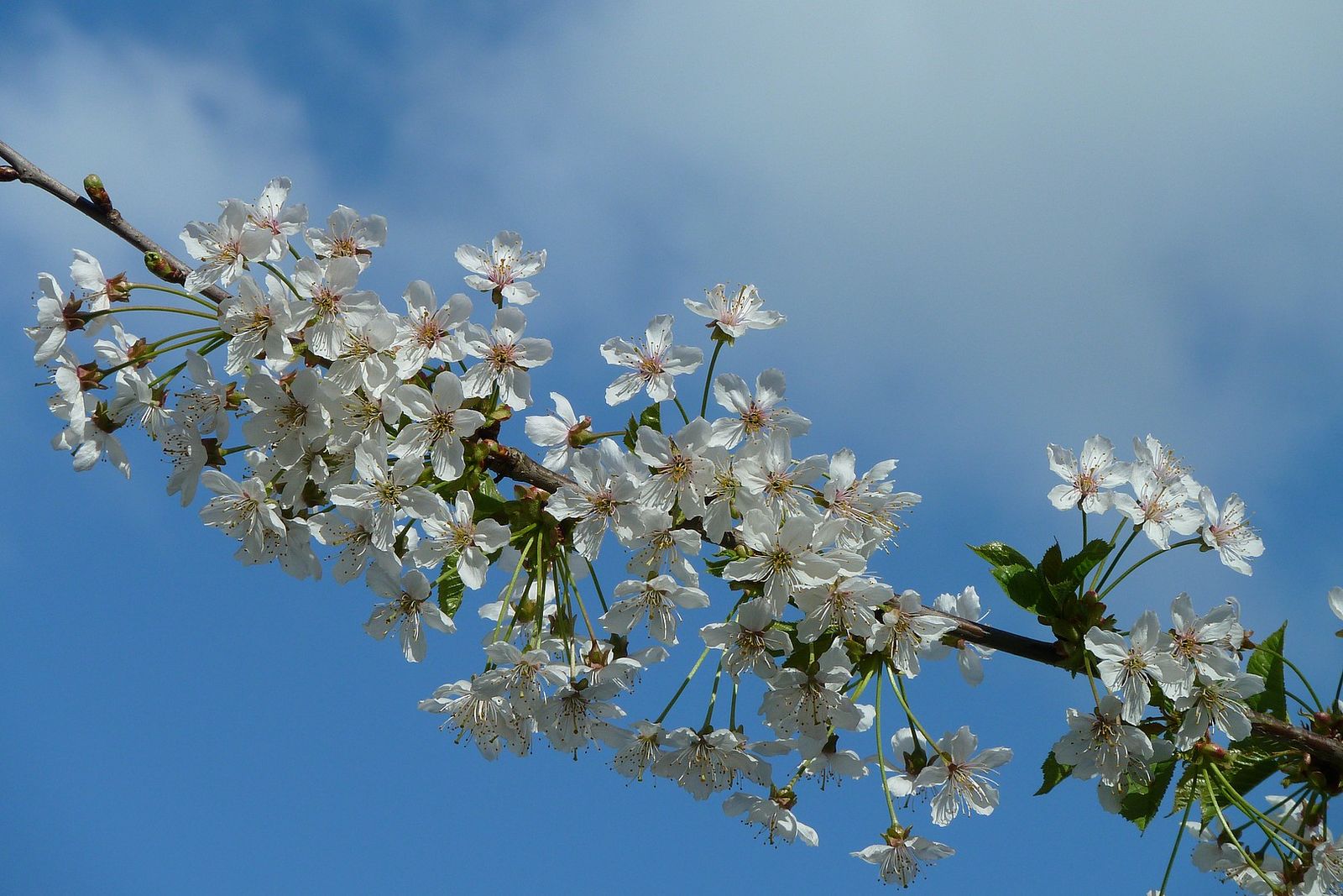 Kirschblüte