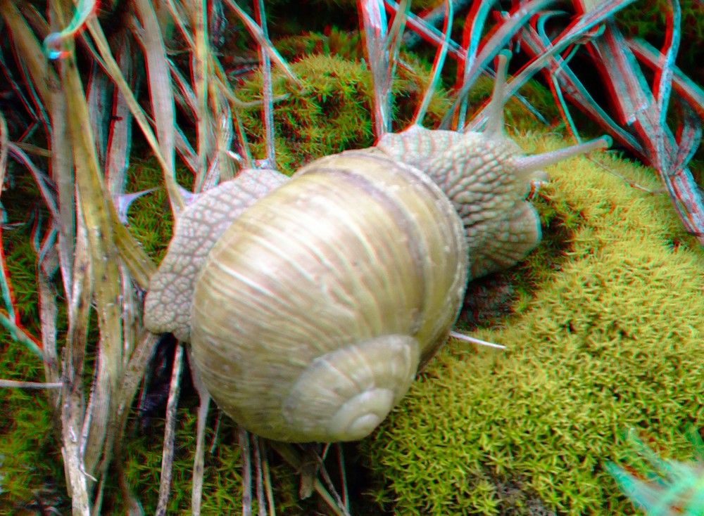 Weinbergschnecke