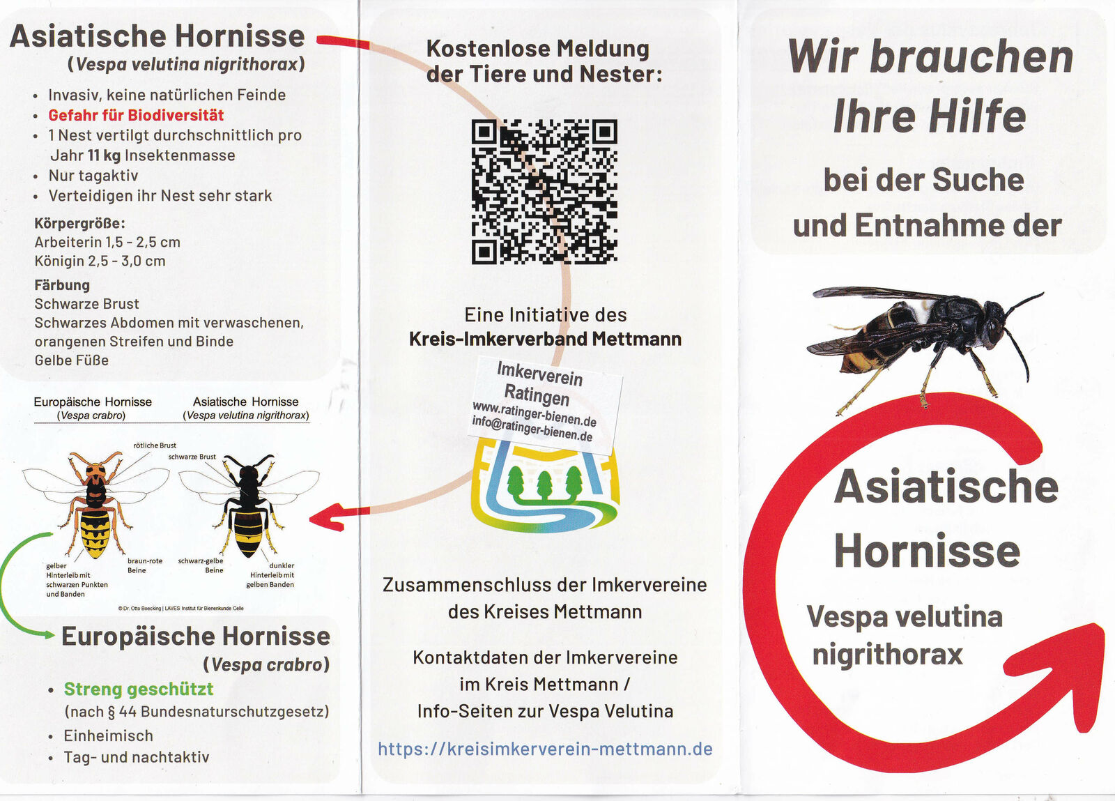 Asiatische Hornisse - Seite 1