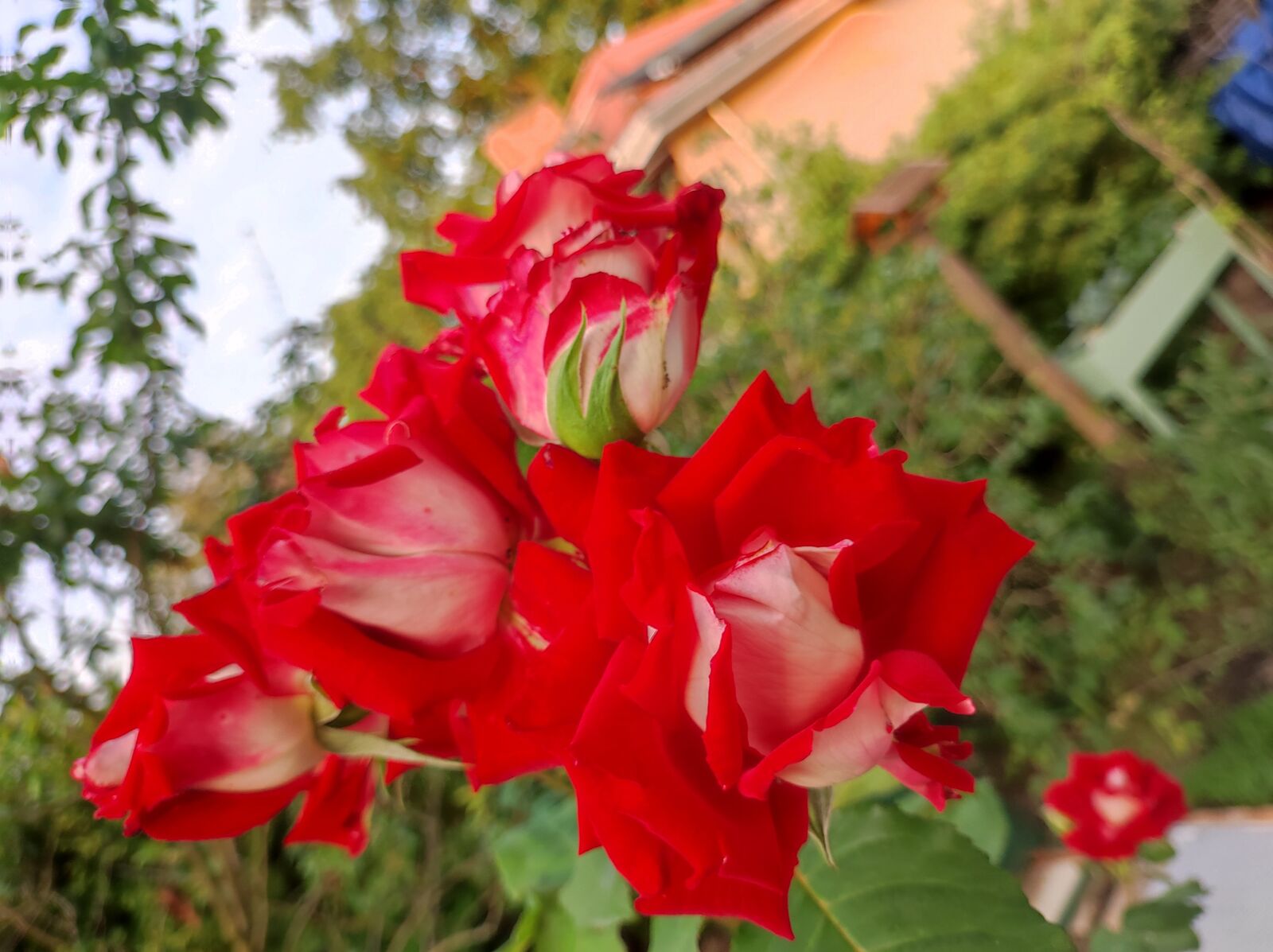 Blumen