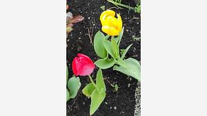 Tulpe