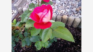 Rote Rosen