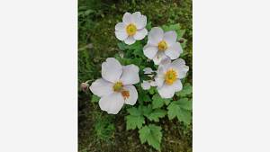 Hibiscus