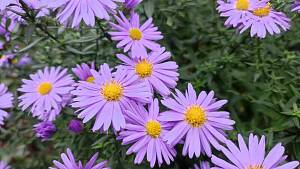 Herbstblume
