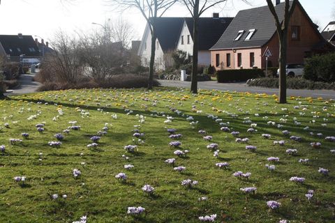 Siedler Krokuswiese vor dem Herrenhaus