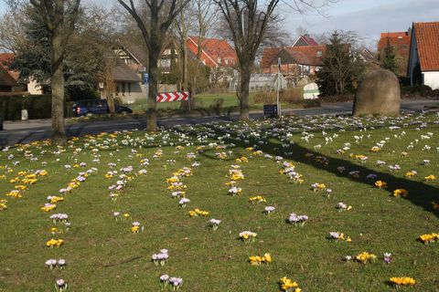 Siedler Krokuswiese vor dem Herrenhaus