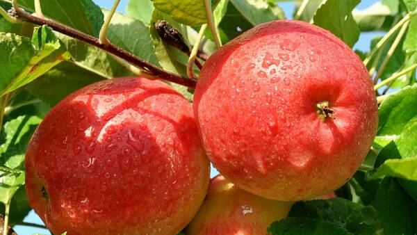 Äpfel sind so lecker