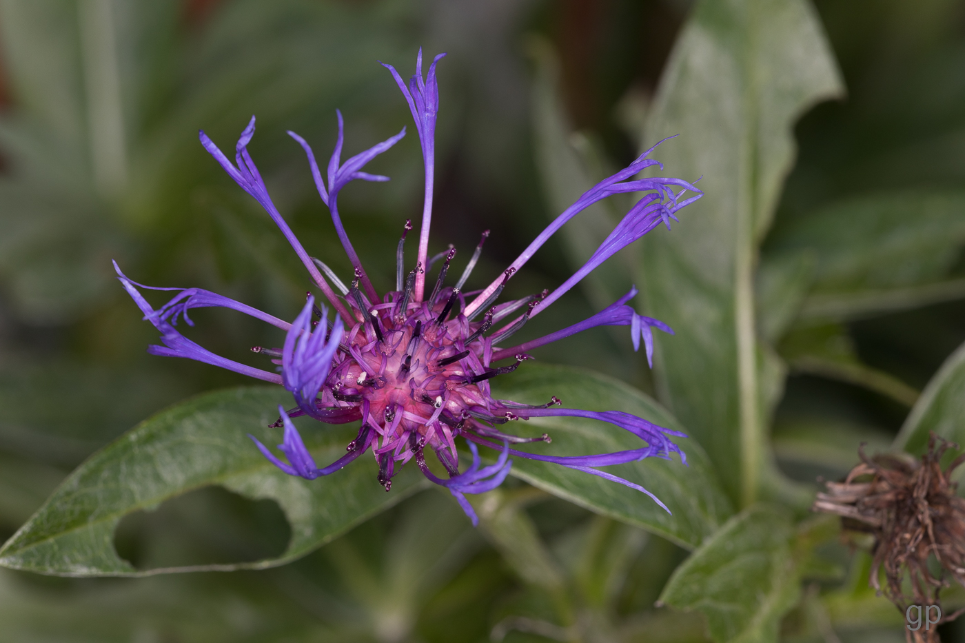 Kornblume