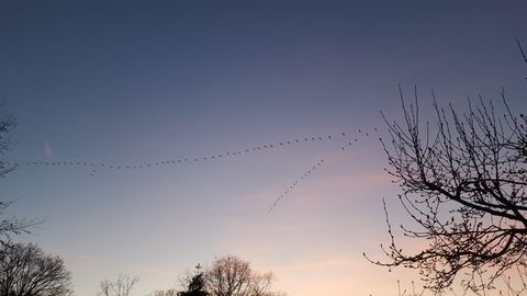 Frühlingsboten / Zugvögel