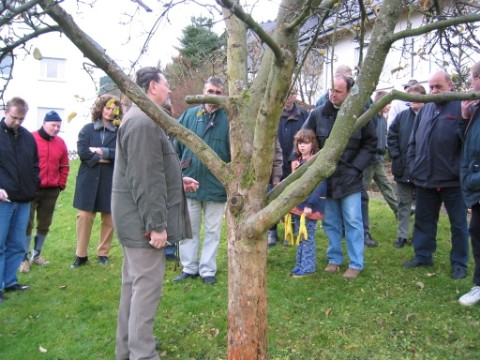 ein kranker Apfelbaum