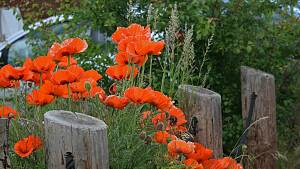 Mohnblumen Gartenzaun