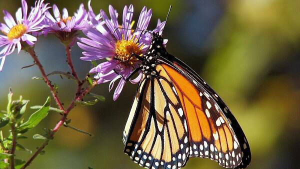 Themenbild: Schmetterling