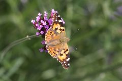 Mariposa / Butterfly