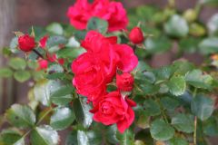 rote Rosen im Rosengarten