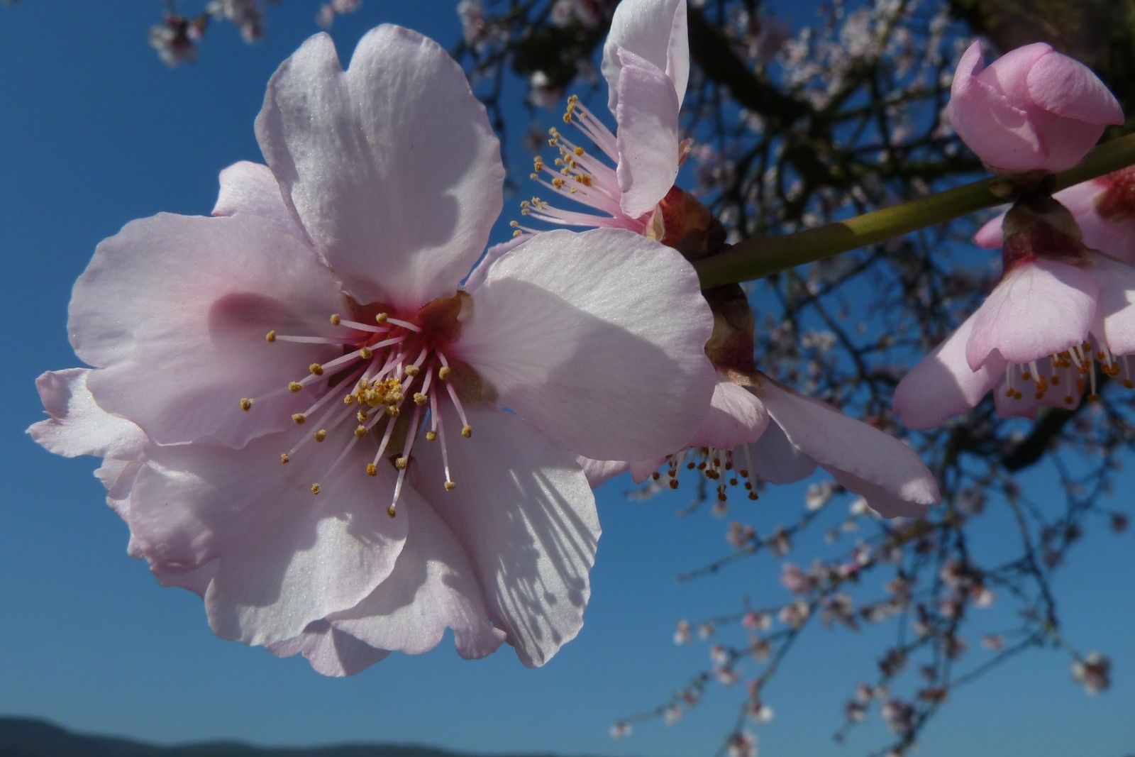 Mandelblüte