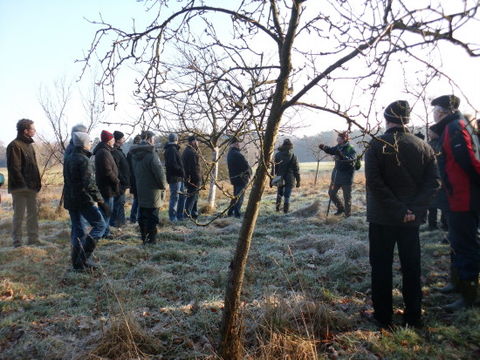 Obstbaum-(frühjahrs)schnitt