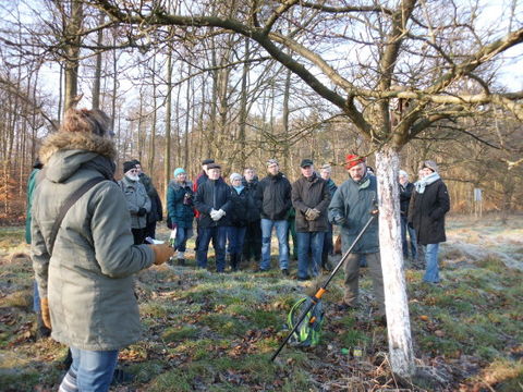 Obstbaum-(frühjahrs)schnitt