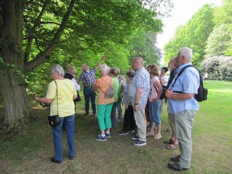 eichenblättrige Hainbuche in Ludwigslust